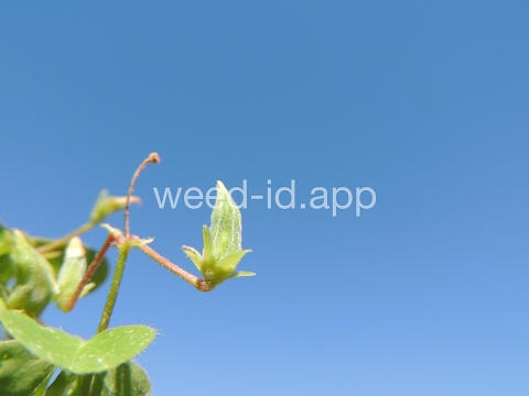 woodsorrel, creeping